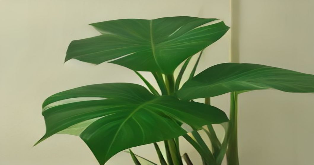 How to Fix a Leaning Monstera Stem Using Wooden Chopsticks (Without Buying a Moss Pole)